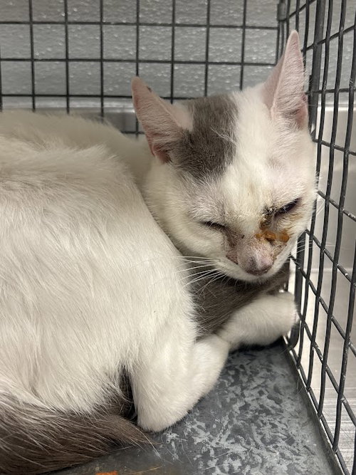 TIDDLY WINKS, an adoptable Domestic Short Hair in Las Vegas, NV