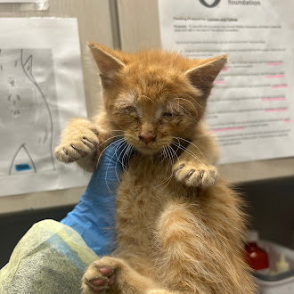 *CHOWDER, an adoptable Domestic Medium Hair in Las Vegas, NV