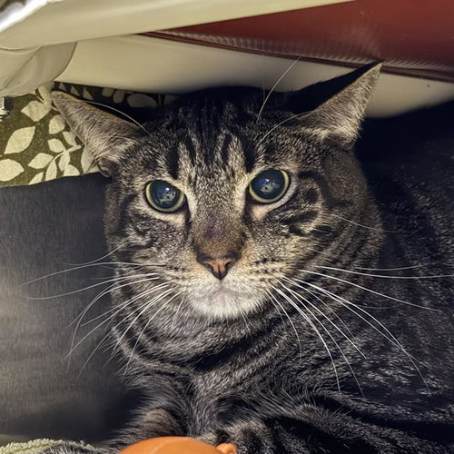 MCDONALDS, an adoptable Domestic Short Hair in Las Vegas, NV