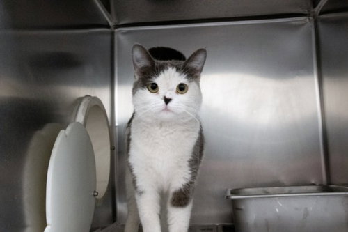 *SHERYL, an adoptable Domestic Short Hair in Las Vegas, NV