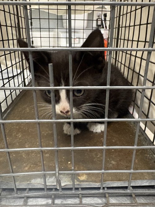 *TIMANTHA, an adoptable Domestic Short Hair in Las Vegas, NV