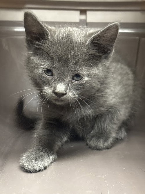 *SMOKEY, an adoptable Domestic Short Hair in Las Vegas, NV