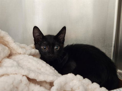 *RYAN GOSLING, an adoptable Domestic Short Hair in Las Vegas, NV