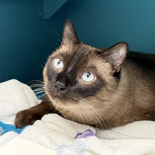 *SIMON, an adoptable Siamese in Las Vegas, NV