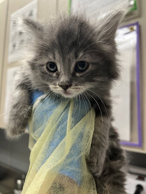 *NAYRU, an adoptable Domestic Short Hair in Las Vegas, NV