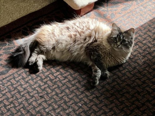 *SULLY, an adoptable Siamese in Las Vegas, NV