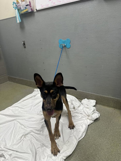 QUESO, an adoptable German Shepherd Dog in Las Vegas, NV