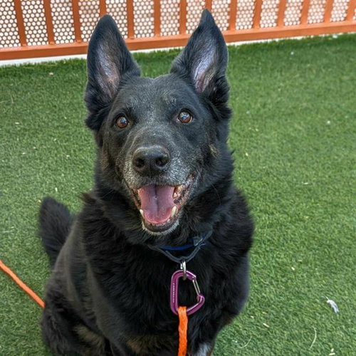 OTIS, an adoptable German Shepherd Dog in Las Vegas, NV
