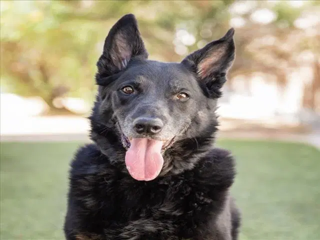 Otis - German Shepherd Dog