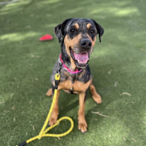 *MARS, an adoptable Rottweiler in Las Vegas, NV
