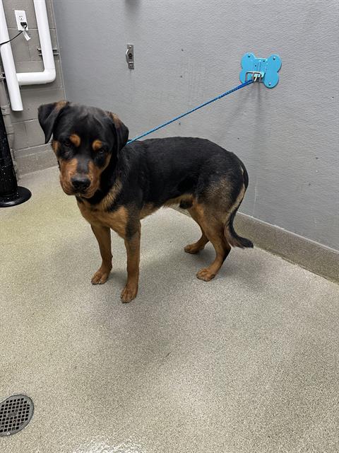*DODGER, an adoptable Rottweiler in Las Vegas, NV