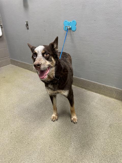 CHOCO, an adoptable Husky in Las Vegas, NV