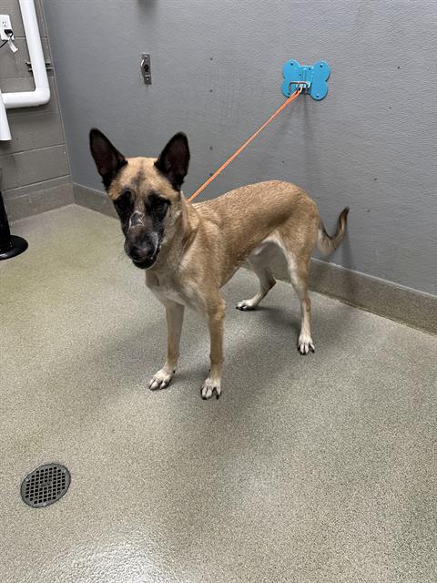 KYLO REN, an adoptable Belgian Shepherd Malinois in Las Vegas, NV
