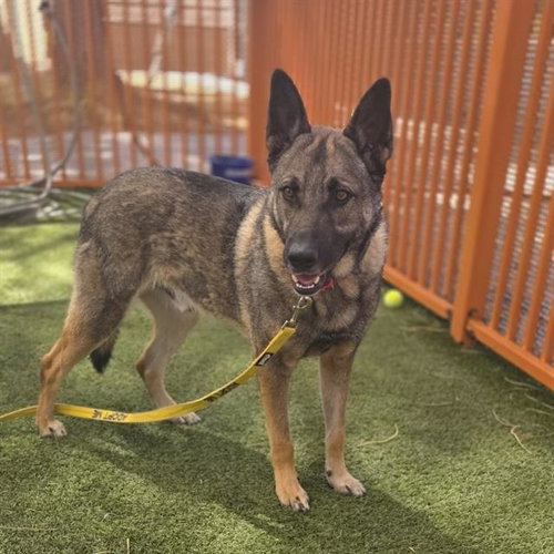 *THOR, an adoptable German Shepherd Dog in Las Vegas, NV