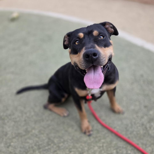 BAILEY, an adoptable Rottweiler in Las Vegas, NV