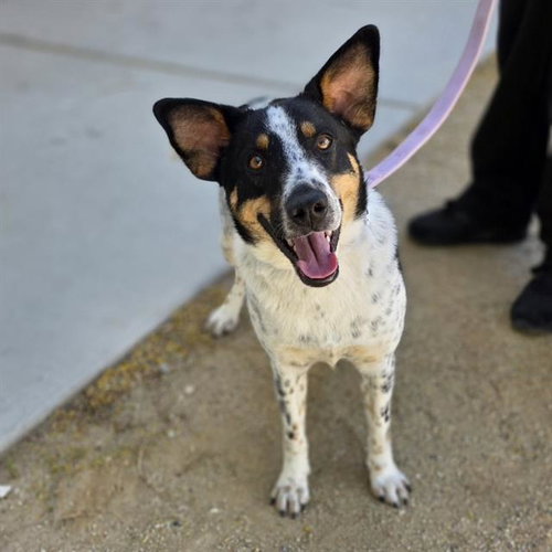 TERRY, an adoptable Queensland Heeler in Las Vegas, NV