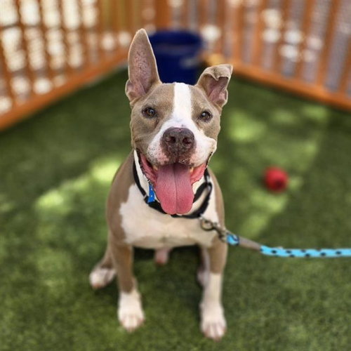 BUBBA, an adoptable Pit Bull Terrier in Las Vegas, NV