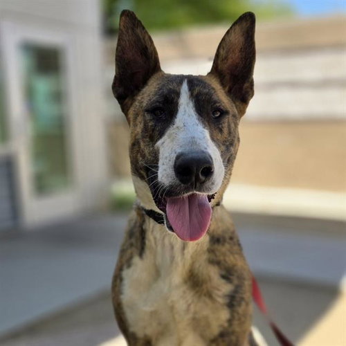 MOOSE, an adoptable Bull Terrier in Las Vegas, NV