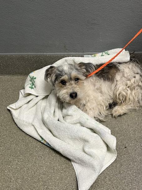 GUS, an adoptable Terrier in Las Vegas, NV