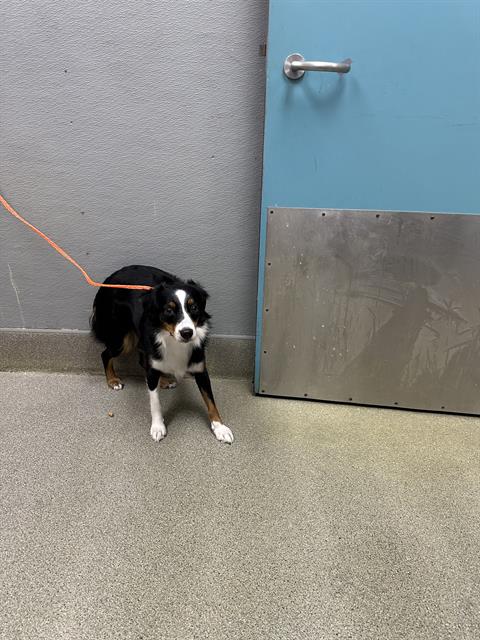 SHELBY, an adoptable Australian Cattle Dog in Las Vegas, NV