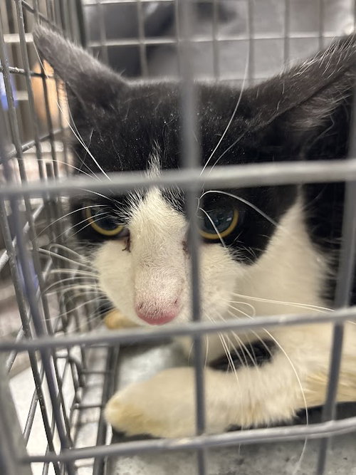 *JASON, an adoptable Domestic Short Hair in Las Vegas, NV