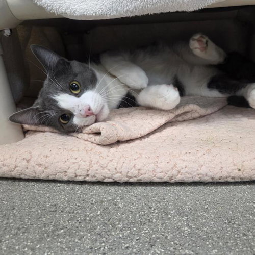 *JOEY, an adoptable Domestic Short Hair in Las Vegas, NV
