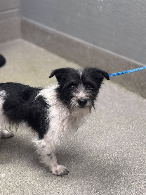ELK, an adoptable Terrier in Las Vegas, NV