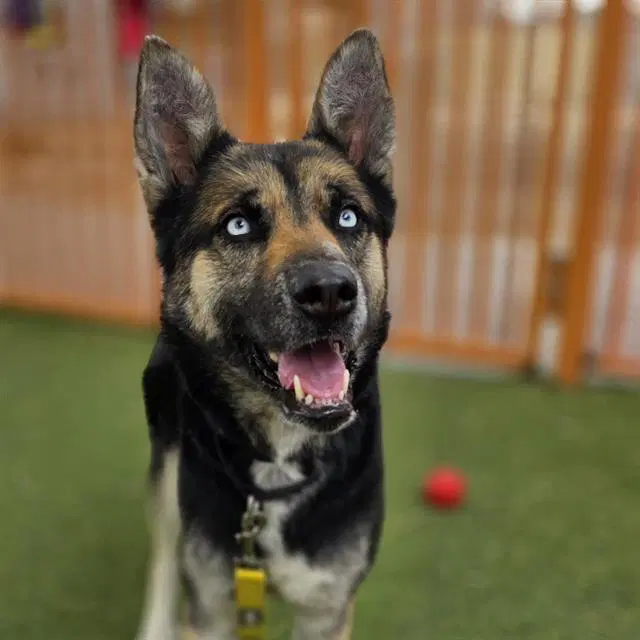 June - German Shepherd Dog