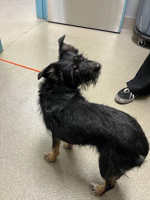 TORI, an adoptable Terrier in Las Vegas, NV