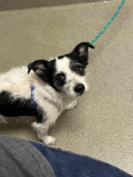 BETSY, an adoptable Terrier in Las Vegas, NV