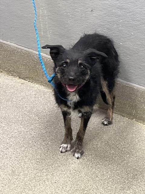 LAYLA, an adoptable Terrier in Las Vegas, NV