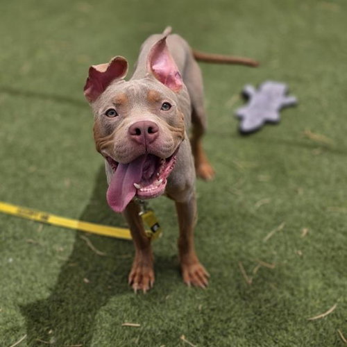 SIMBA, an adoptable Pit Bull Terrier in Las Vegas, NV
