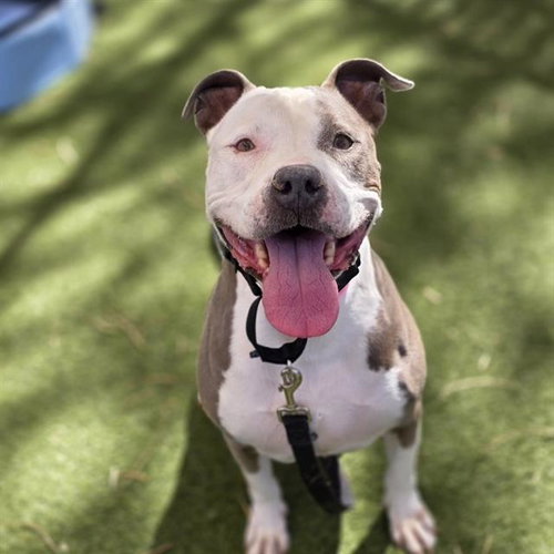 MAUI, an adoptable Pit Bull Terrier in Las Vegas, NV