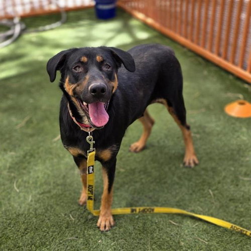 *MIRANDA, an adoptable Rottweiler in Las Vegas, NV
