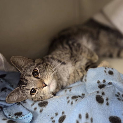 *BARNEY, an adoptable Domestic Short Hair in Las Vegas, NV
