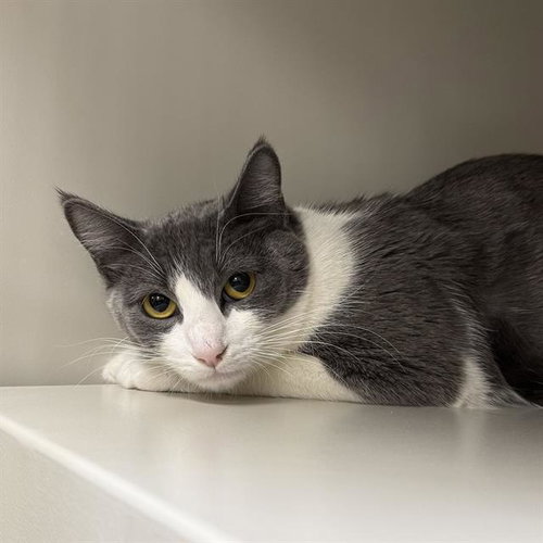 *SIMONE, an adoptable Domestic Short Hair in Las Vegas, NV