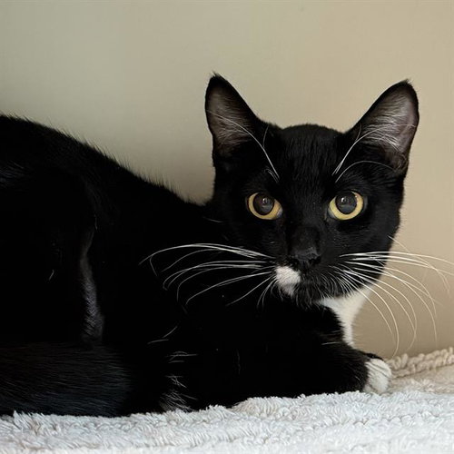 *TAMMY, an adoptable Domestic Short Hair in Las Vegas, NV