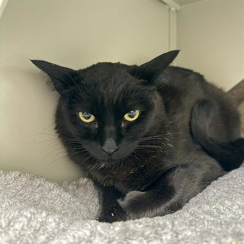 GROVER, an adoptable Domestic Short Hair in Las Vegas, NV