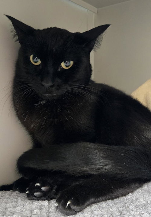 GROVER, Adult Domestic Short Hair / Mixed (medium coat), cat for adoption in Las Vegas, Nevada