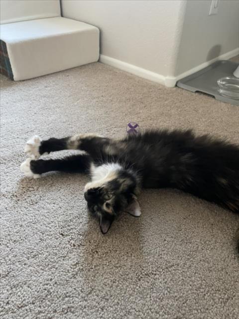 *CHARDONNAY, an adoptable Domestic Medium Hair in Las Vegas, NV