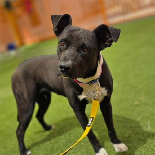 BABY, an adoptable Pit Bull Terrier in Las Vegas, NV