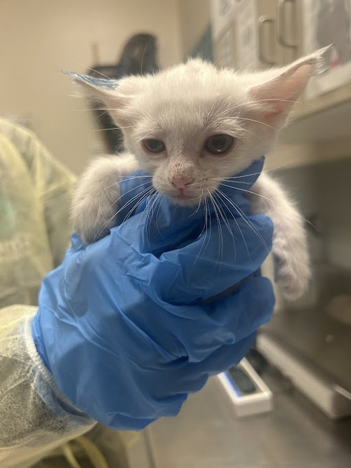 *KYLE, an adoptable Domestic Short Hair in Las Vegas, NV