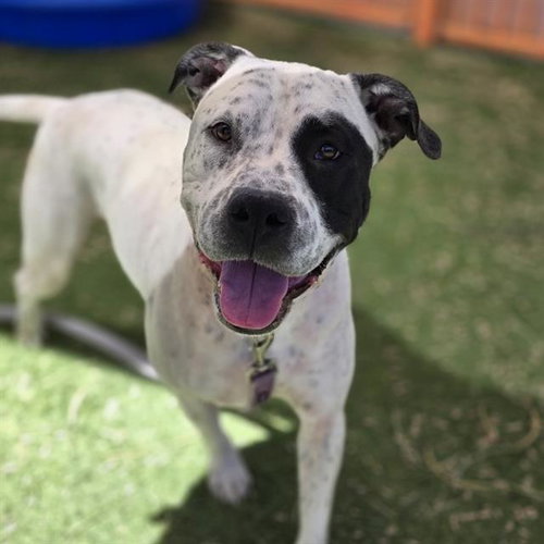 DRAKO, an adoptable Pit Bull Terrier in Las Vegas, NV