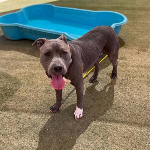 *BLANKET, an adoptable Pit Bull Terrier in Las Vegas, NV