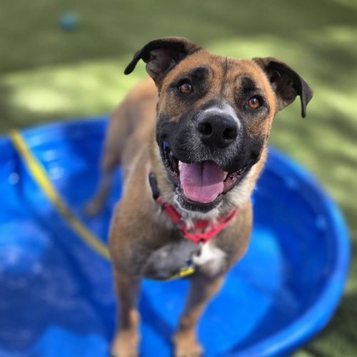 *CHUPA, an adoptable Pit Bull Terrier in Las Vegas, NV