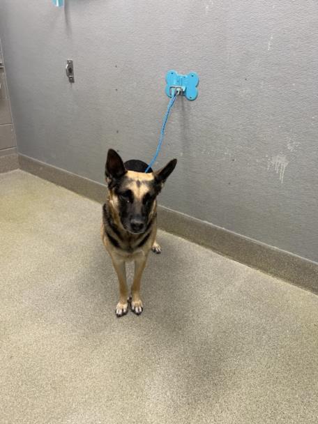 *CIARA, an adoptable German Shepherd Dog in Las Vegas, NV