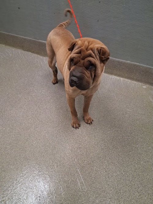 *RAIN, an adoptable Chinese Shar-Pei in Las Vegas, NV