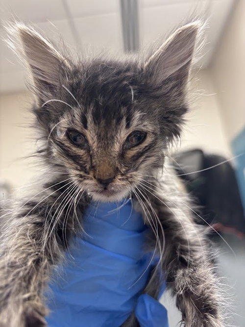 *AURORA, an adoptable Domestic Long Hair in Las Vegas, NV
