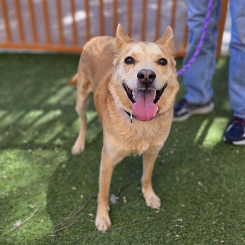 VADER, an adoptable Labrador Retriever in Las Vegas, NV