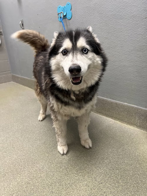 CORTANA, an adoptable Siberian Husky in Las Vegas, NV